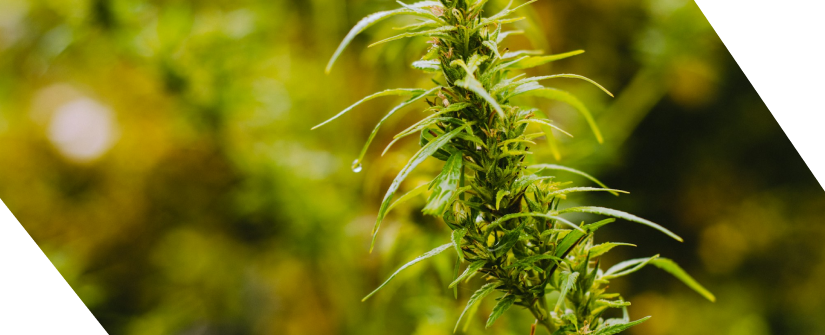 Golden Acres - Medicinal Cannabis From Portugal